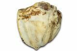 Fossil Woolly Rhino (Coelodonta) Tooth Crown - Siberia #330942-1